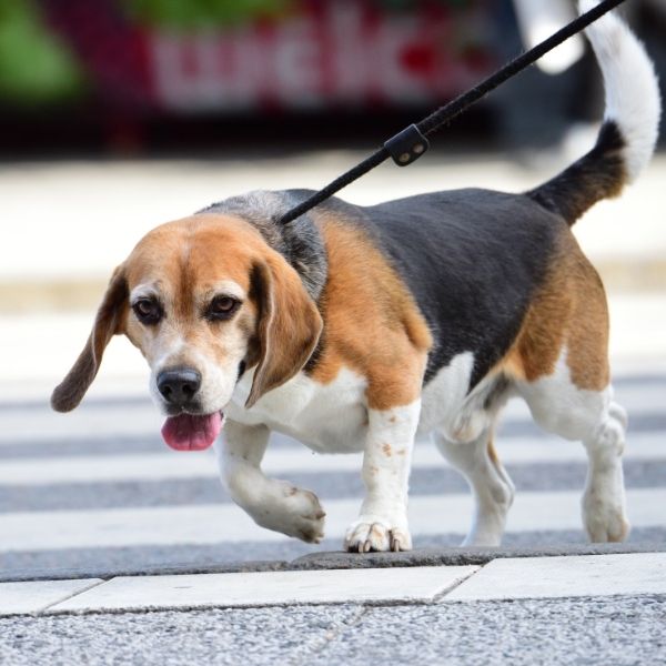 beagle walking