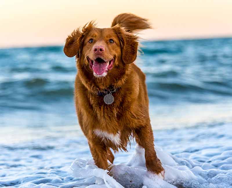 brown dog running in water