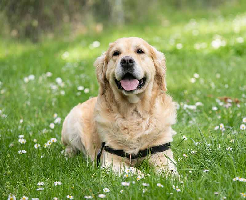 dog laying in grass