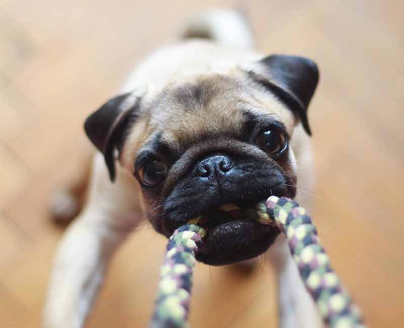 pug playing with rope