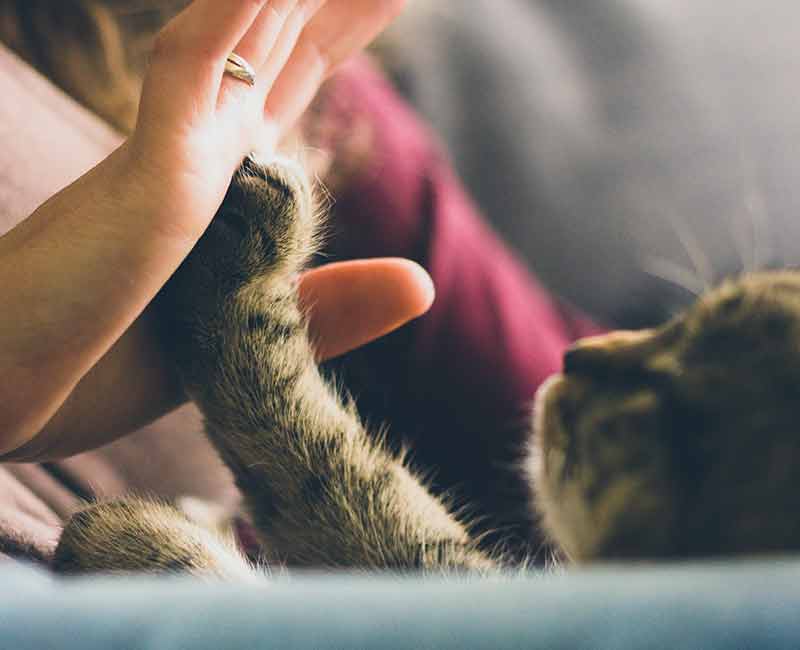 cat paw on persons hand