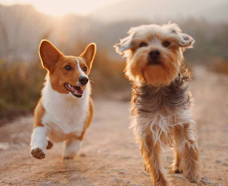 two dogs running on dirt