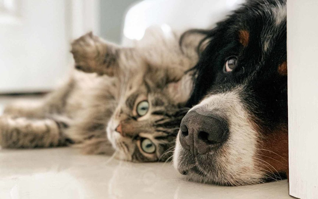 cat and dog laying together