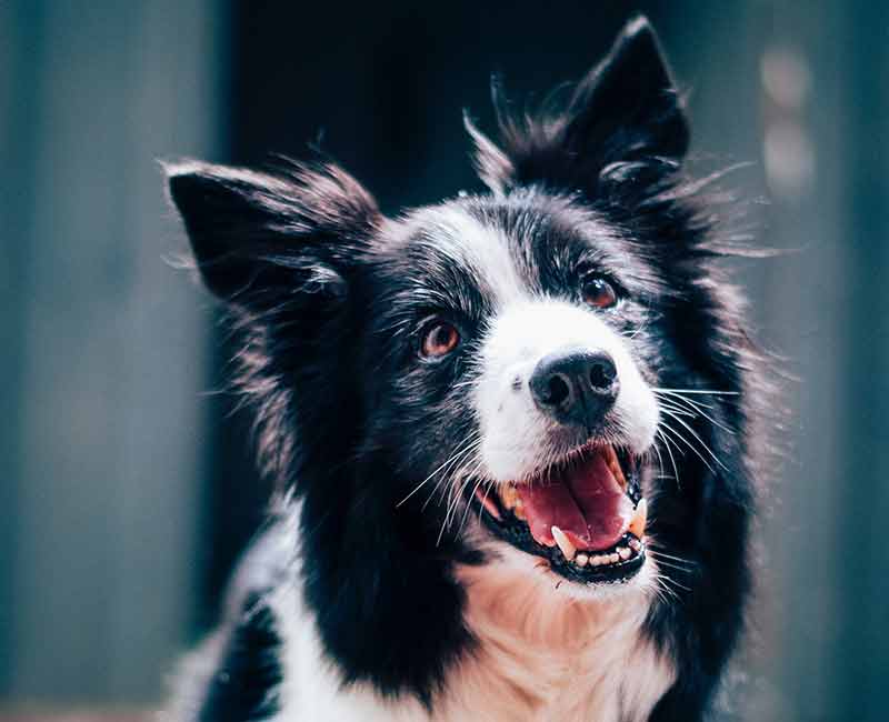 black and white dog smiling