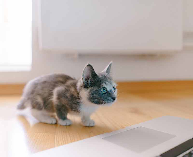 kitten looking at laptop screen