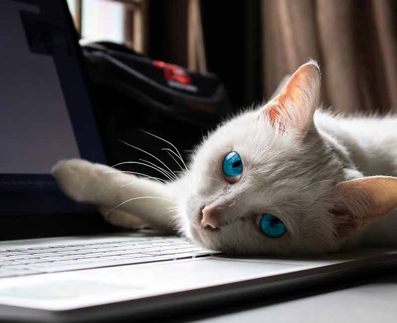 cat laying on laptop