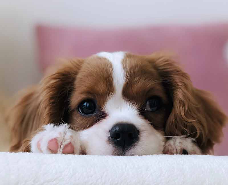 puppy laying on bed