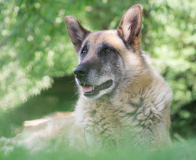 senior dog laying in grass