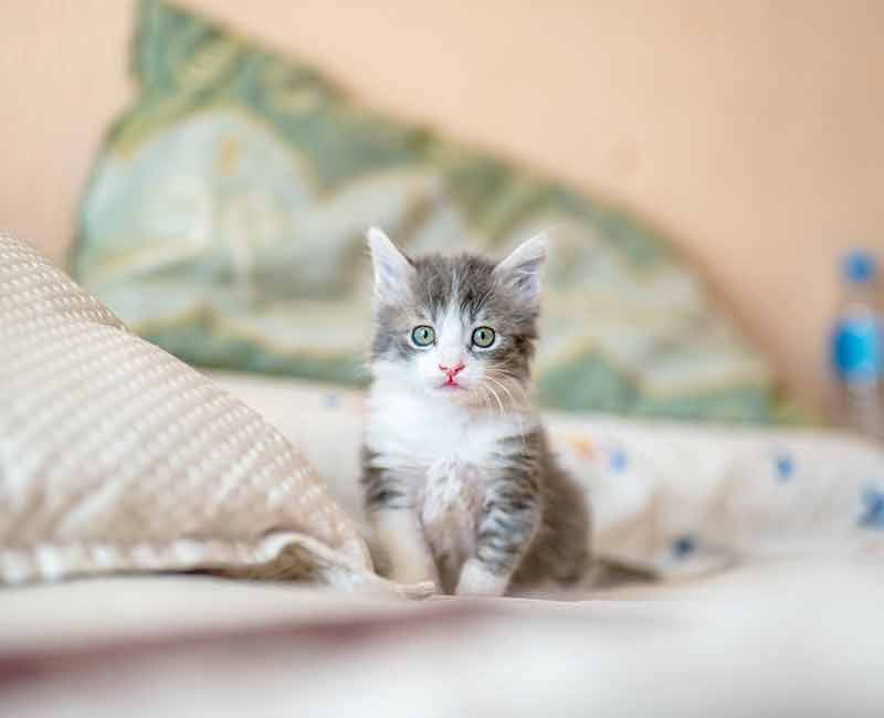 kitten sitting on bed