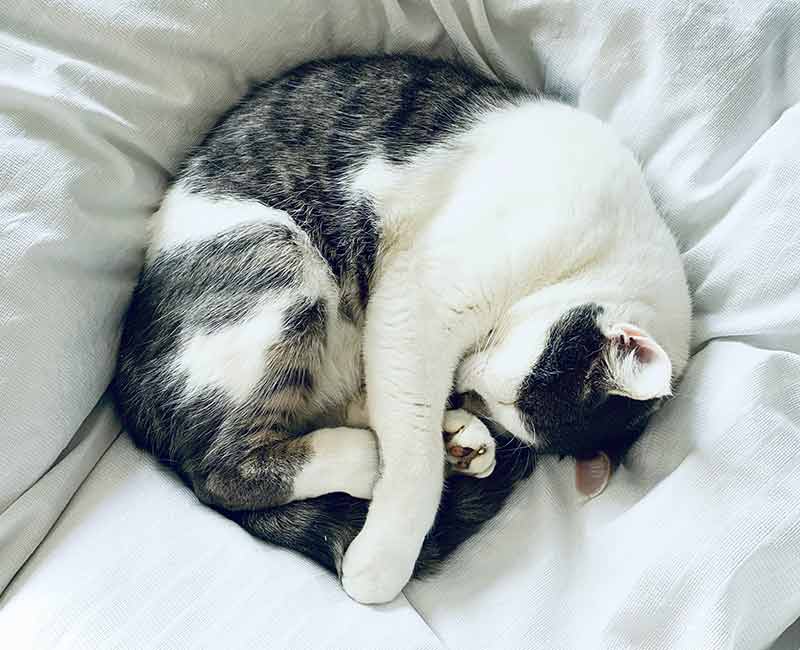 cat curled up sleeping