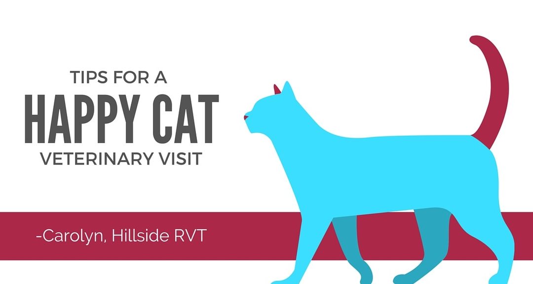 When was your cat’s last vet visit?