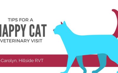 When was your cat’s last vet visit?