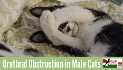 Urethral Obstruction in Male Cats
