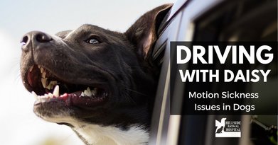 Driving with Daisy: Dogs & Motion Sickness Issues