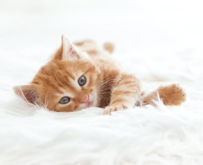 Hillside Animal Hospital FAQs | Vet in St. Louis, MO 63110 Hillside Animal Hospital FAQs | Vet in St. Louis, MO 63110