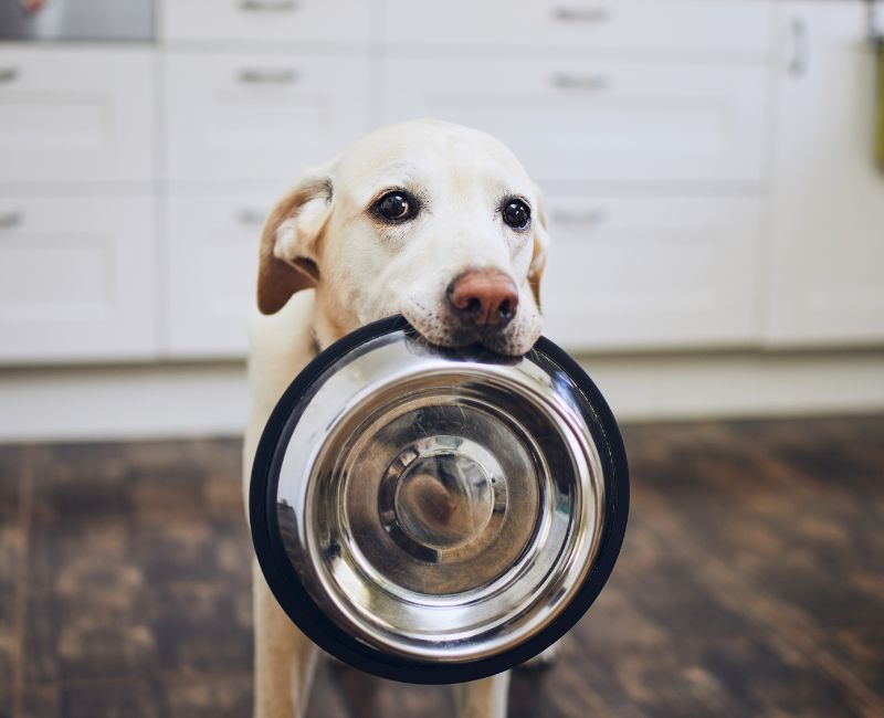 dog eating a treat