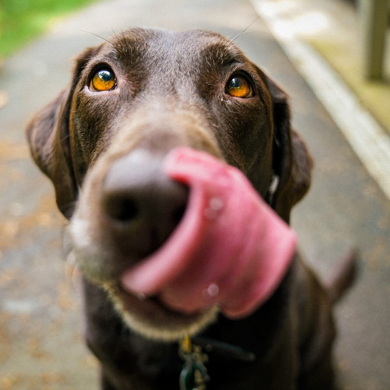 dog eating a treat