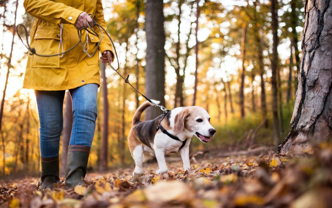 An old beagle and their owner in a yellow raincoat going for a walk in a park in the middle of Autumn.