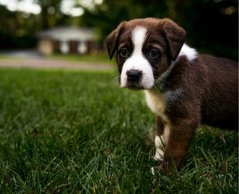 dogs playing