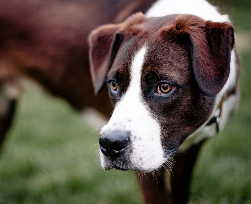 dog running in grass with ball in mouth