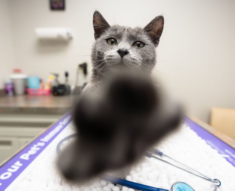 Cat with paw aaha logo