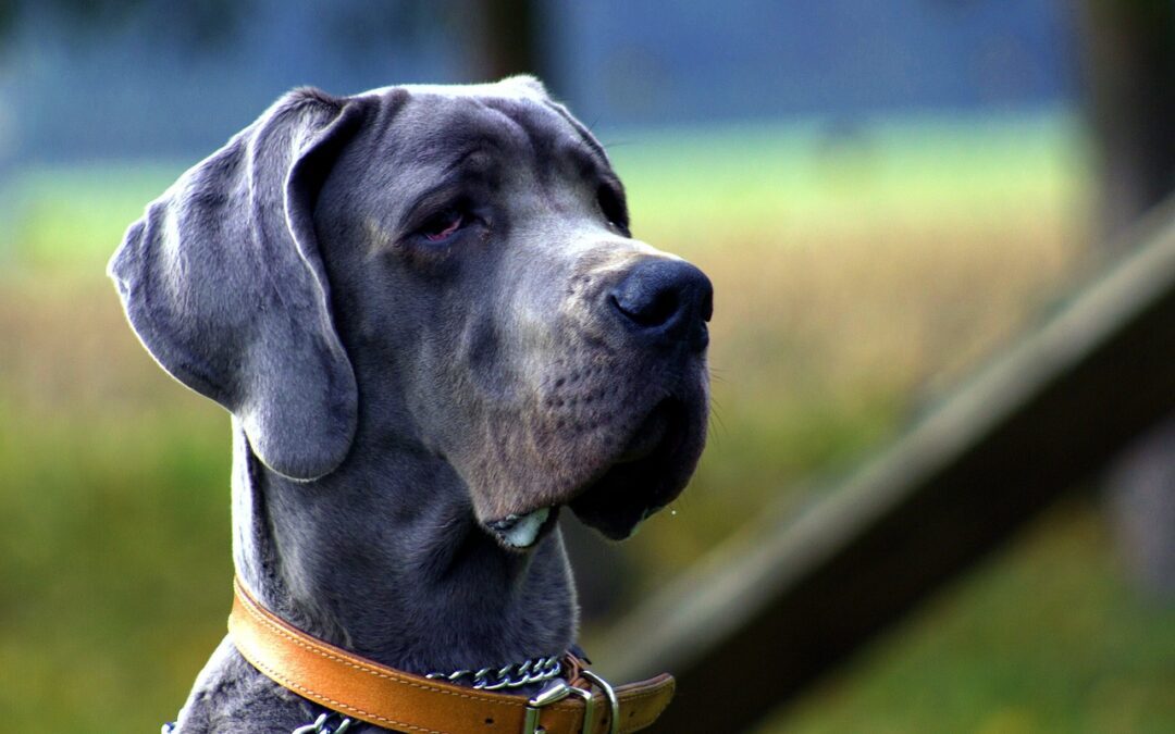 Gray dog drooling outside