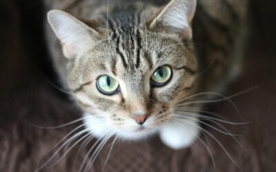 Is Stress Making My Cat Pee Outside the Litter Box? A Look at Feline Idiopathic Cystitis