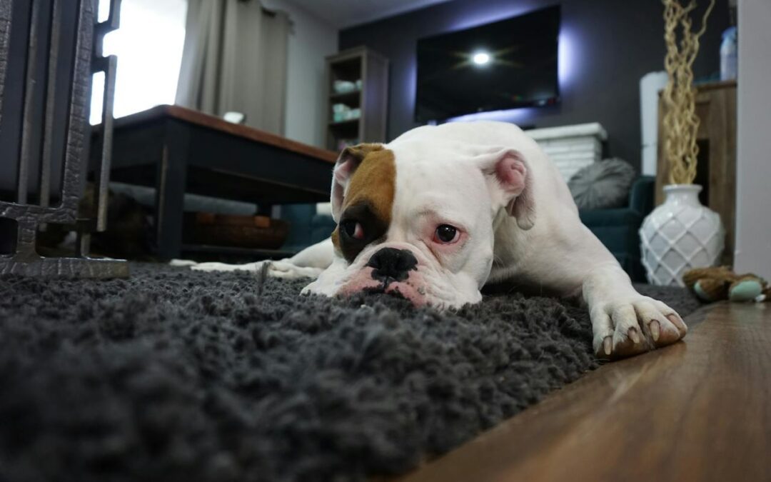 sad brown and white dog laying on carpet inside house