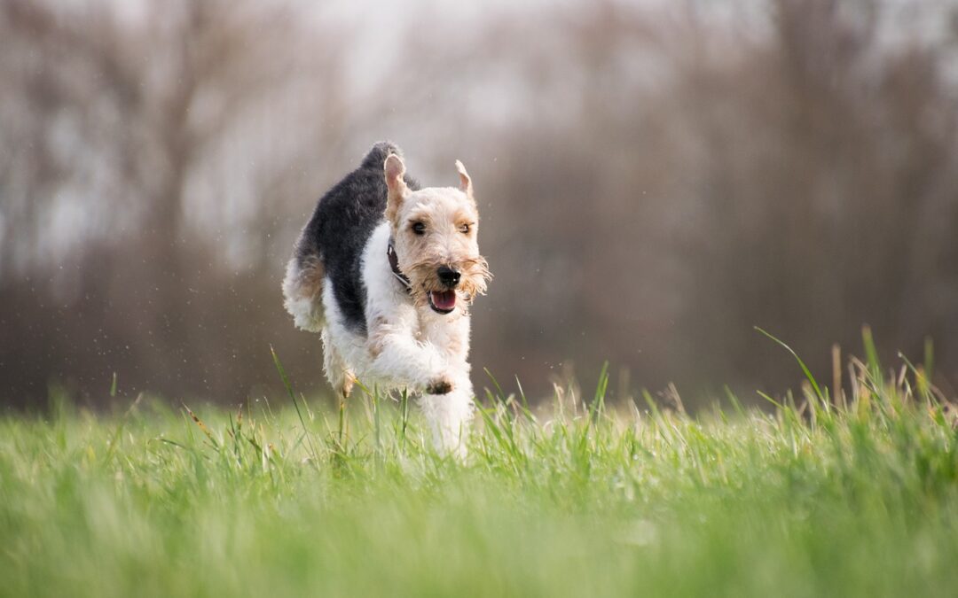 small dog running in grass