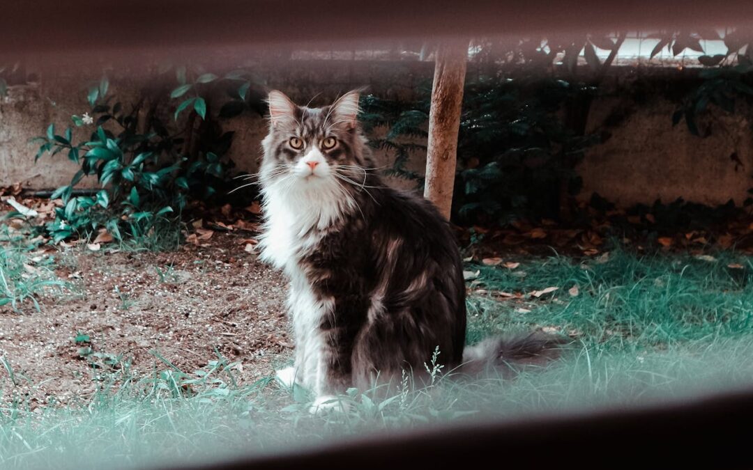 Cat sitting in grass