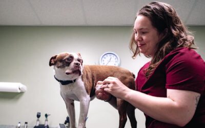 Exploring the Benefits of Pet Acupuncture: A Guide to Holistic Healing for Your Furry Friends
