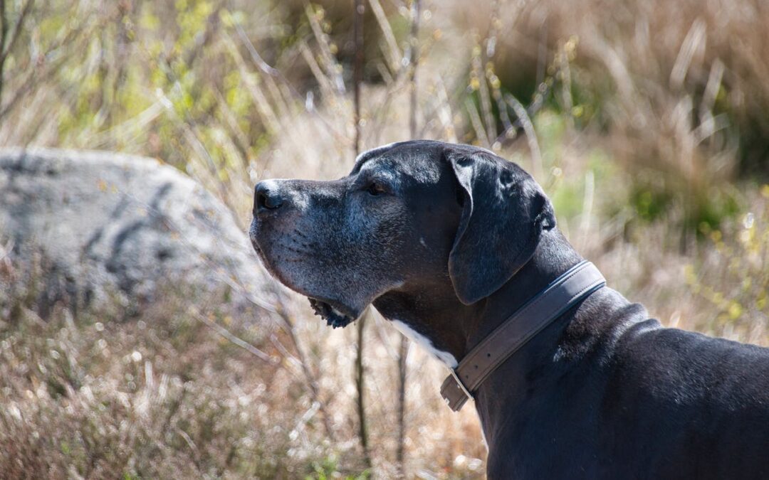 Old dog in tall grass looking to the left