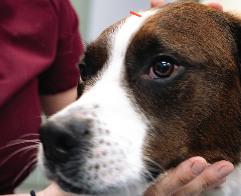 acupuncture pet (1) cat sleeping under a blanket