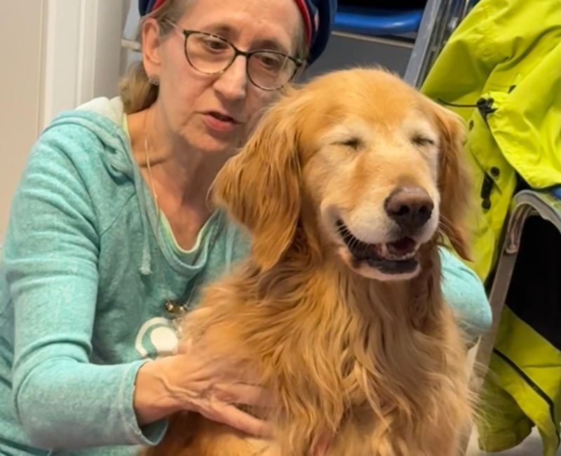massage cat curled up sleeping