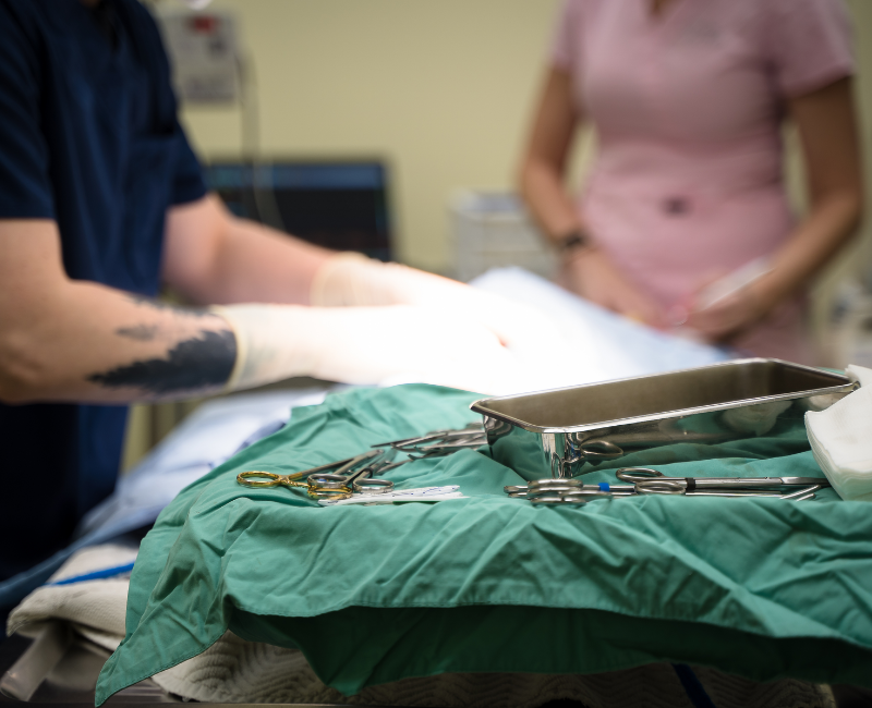 surgery (5) cat curled up sleeping