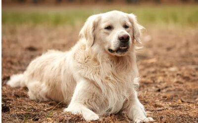 Canine Cognitive Dysfunction Syndrome
